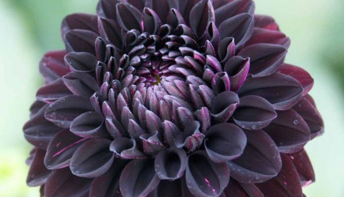 Dalia de flor doble muy oscura, casi negra, con reflejos púrpura en los pétalos