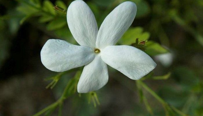 Flor blanca de jazmín con cinco lóbulos abiertos