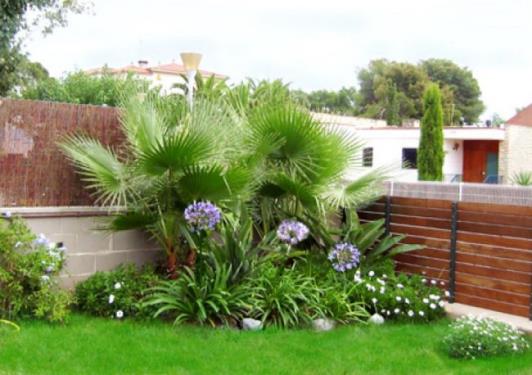 Trasplantar una palmera adulta: cómo se hace