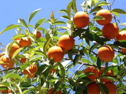 Plantación joven de árboles frutales