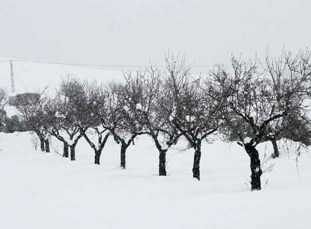 Frutales cubiertos de nieve en invierno