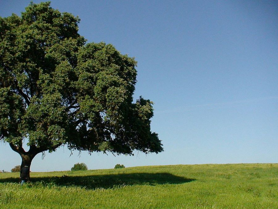 Encina: tipos, características, tamaño, variedades, colores…