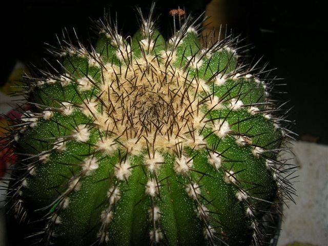 Cactus con la base dañada en su maceta