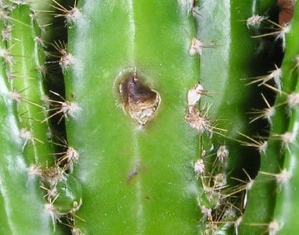 Enfermedades de los cactus: la física de la maceta