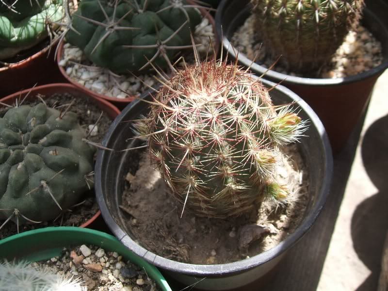 Enfermedades de los cactus II: marcas que no matan