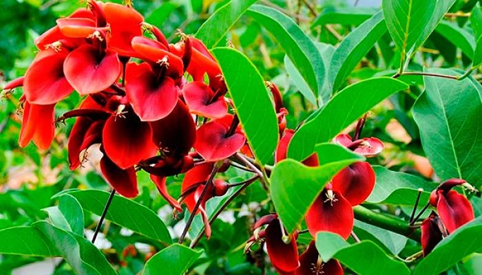 Flores granates de ceibo con hojas trifoliadas