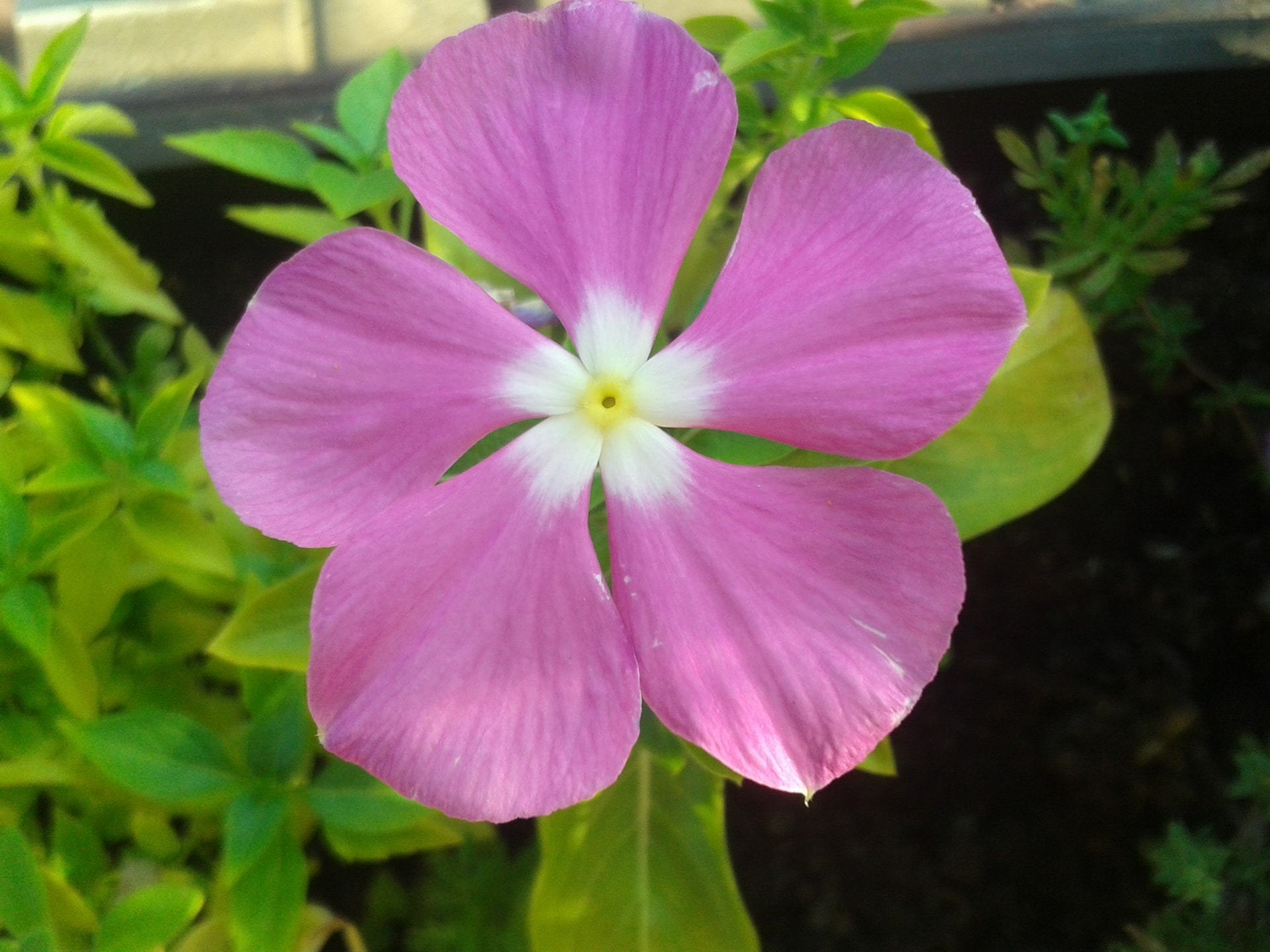 Flores exóticas en suelo calizo y con agua dura