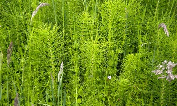 Cola de caballo, Equisetum arvense, base de los preparados caseros