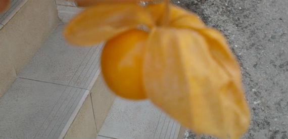 Frutos de physalis dentro de su cáliz