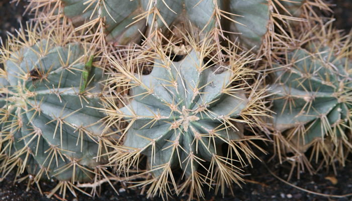 Ferocactus glaucescens con el cuerpo azulado cubierto de cera
