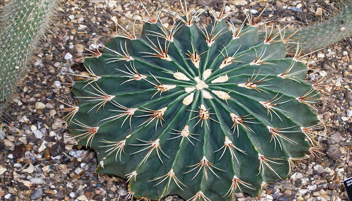 Ferocactus histrix visto desde arriba, con muchas costillas y espinas ámbar