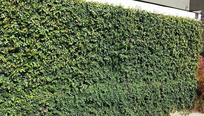 Muro cubierto por Ficus pumila con la parte alta en fase adulta
