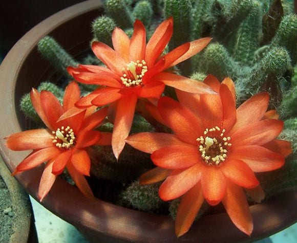 Flor de cactus abierta sobre el tallo espinoso
