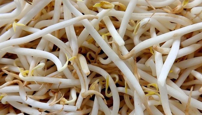 Brotes blancos de judía mungo listos para comer