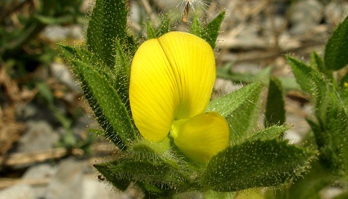 Flor amarilla de garbancera, una Ononis pegajosa