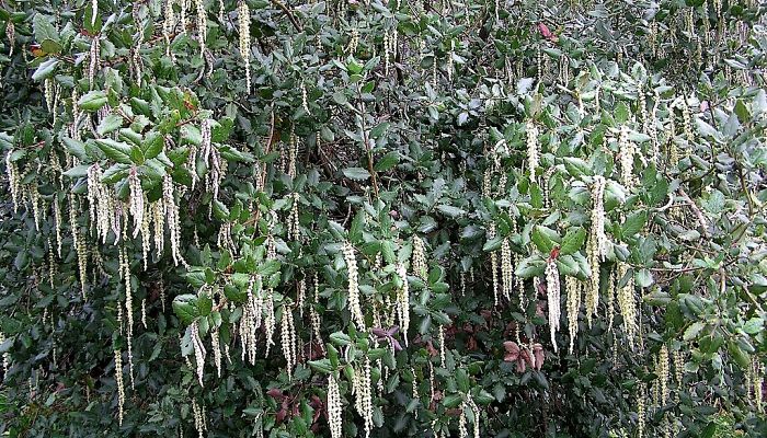 Arbusto de Garrya elliptica cubierto de amentos colgantes plateados