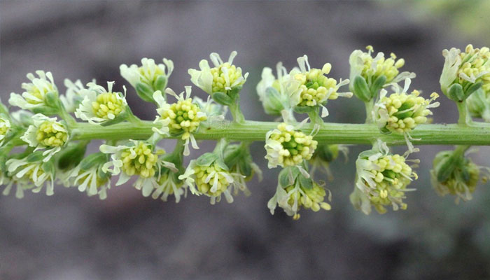 Espiga de reseda con flores pequeñas de color verde amarillento