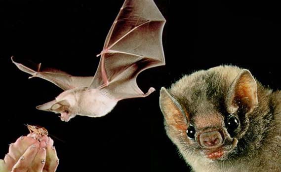 Murciélago en el techo de una cavidad, origen de los depósitos de guano