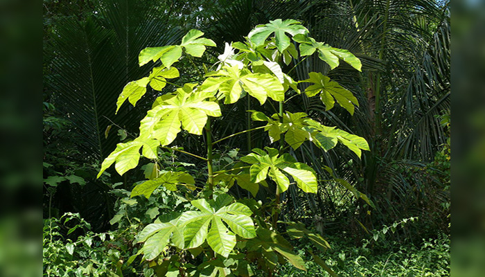 Ejemplar joven de Cecropia peltata con hojas peltadas y lobuladas