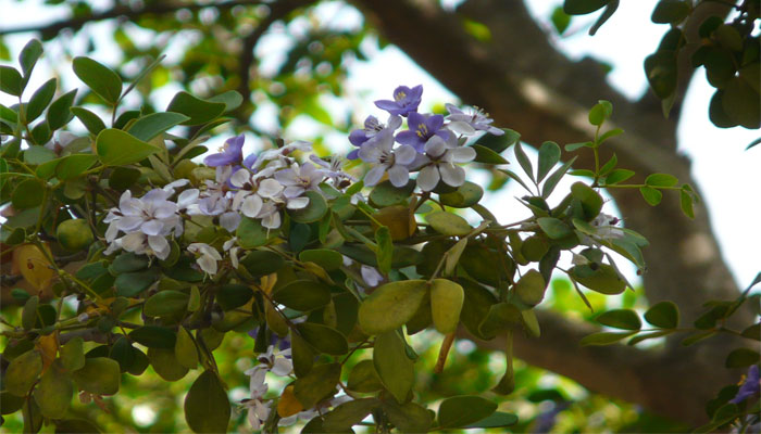 Flores azul violáceo de Guaiacum officinale