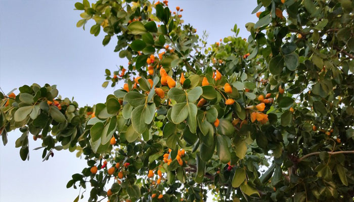 Frutos anaranjados de Guaiacum officinale sobre el árbol