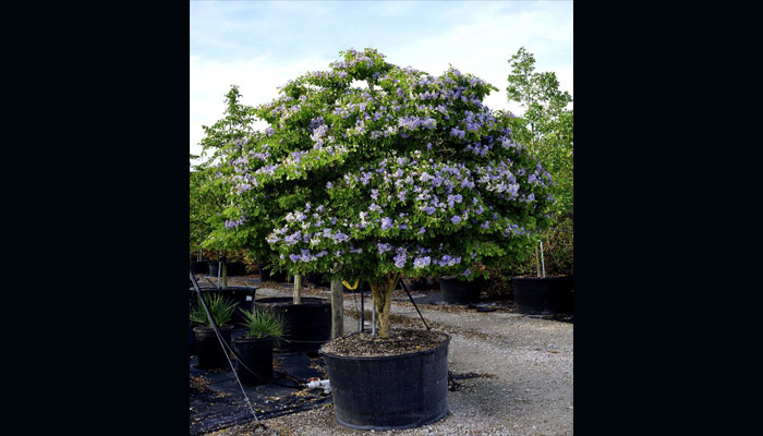 Ejemplar adulto de guayacán en contenedor de vivero, en plena floración