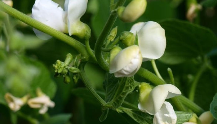 Flores blancas de judía dispuestas en racimo sobre el tallo