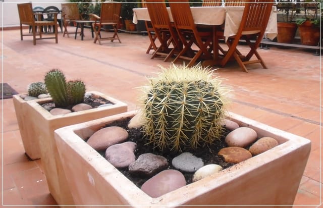 Cactus en maceta durante el reposo invernal