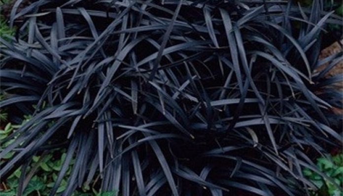 Mata cerrada de hojas acintadas negras de Ophiopogon planiscapus Nigrescens
