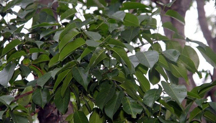 Follaje de un árbol tropical con folíolos alargados y brillantes