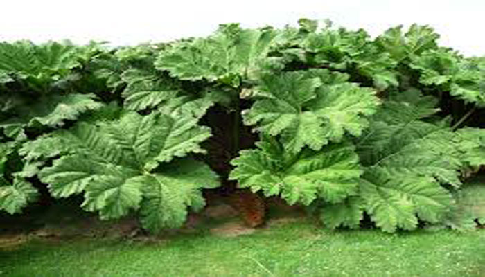 Hormonas De Crecimiento Para Plantas. Síntesis, Características Y Efectos