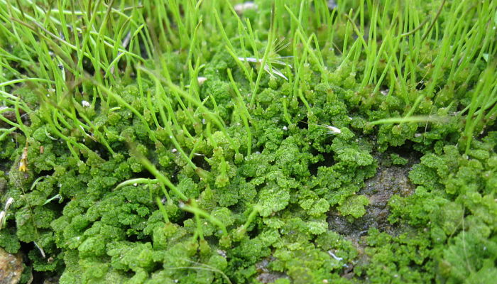 Hornwort. Origen, Descripción, Cultivo, Cuidados, Propiedades