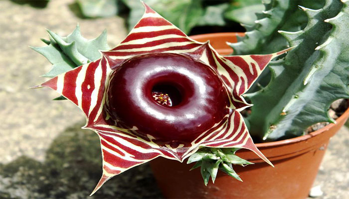 Flor de Huernia zebrina, estrella de cinco puntas rayada en rojo y crema con un anillo central granate