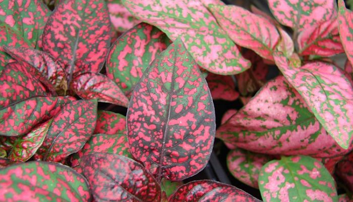 Hypoestes. Origen, Descripción, Cultivo, Cuidados, Propiedades