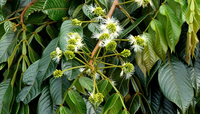 Árbol de Inga en flor, con espigas de estambres blancos entre hojas compuestas