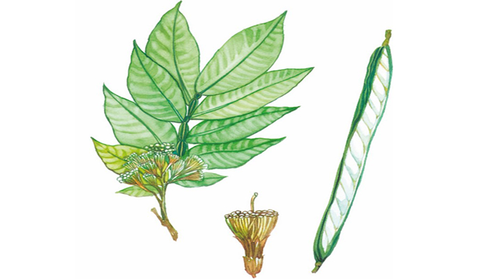 Lámina botánica de Inga edulis con la hoja compuesta, la flor en brocha y la vaina