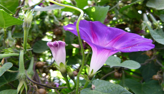 Flor de campanilla de Ipomoea, embudo morado con la garganta pálida, sobre hojas acorazonadas