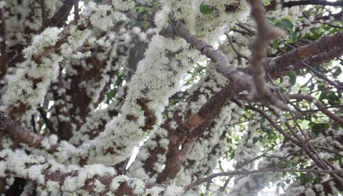 Flores blancas de jaboticaba brotando sobre la corteza del tronco
