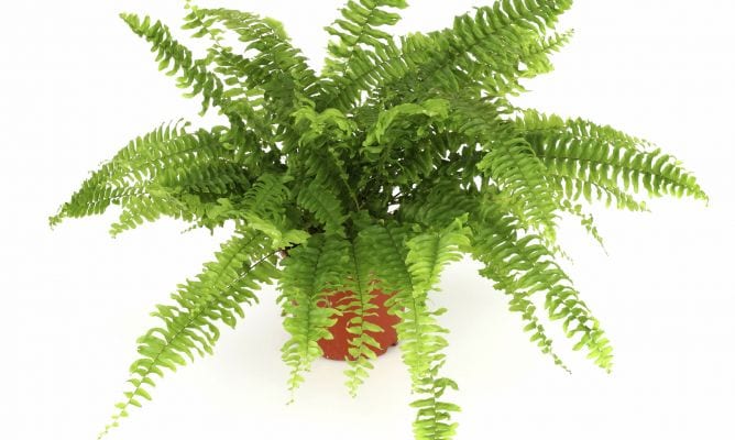 Helechos y plantas de hoja recién colocados en un interior