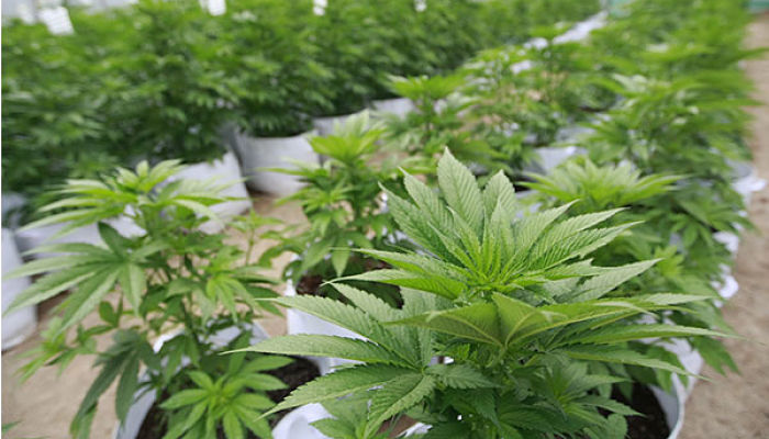 Plantas jóvenes de cannabis en macetas dentro de un cultivo