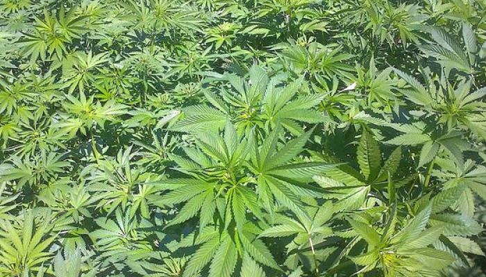 Parcela densa de plantas de cáñamo vista desde arriba