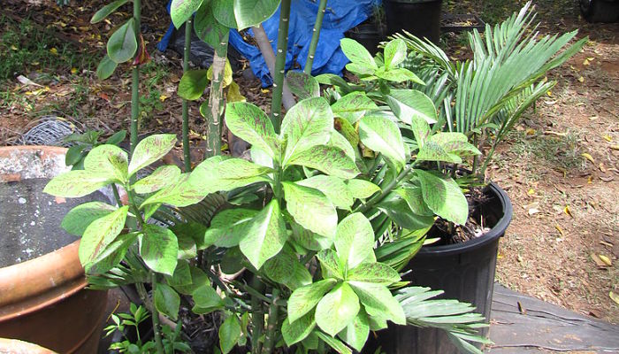 Lechero africano cultivado en maceta