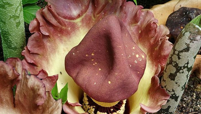 Inflorescencia de Amorphophallus con la espata muy ondulada
