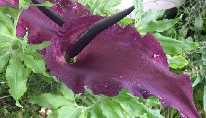 Espata granate y espádice negro de Dracunculus vulgaris