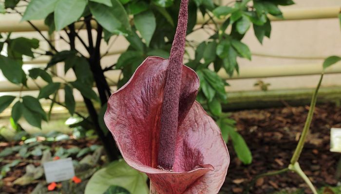 Inflorescencia de Amorphophallus konjac en un jardín botánico