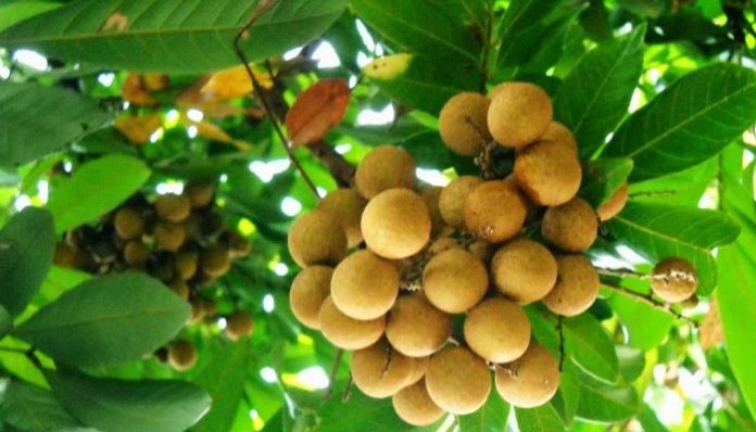 Racimos de longan colgando del árbol entre hojas verdes