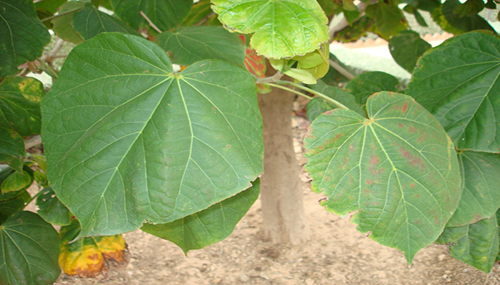 Hojas grandes acorazonadas de Talipariti elatum junto al tronco del árbol