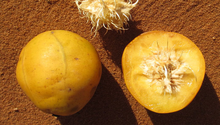 Fruto de Spondias dulcis entero y cortado por la mitad, con el hueso fibroso