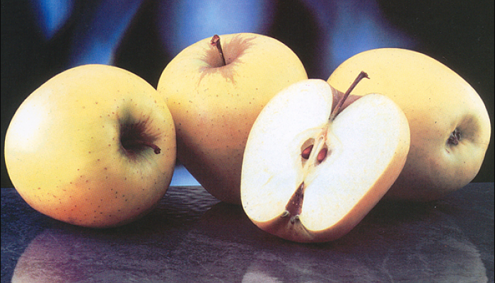 Varias manzanas Golden Delicious enteras y una partida