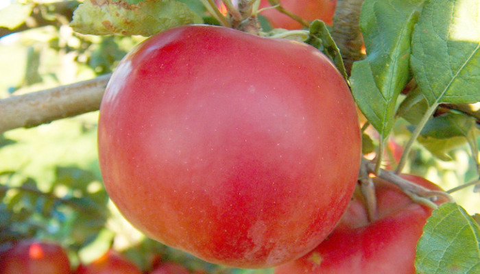 Manzana McIntosh madurando en la rama, roja sobre fondo verde